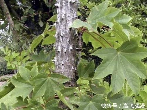  『刺楸』山谷下有“1种树”，被称为“刺楸”，茎干上长满“刺”，却珍贵