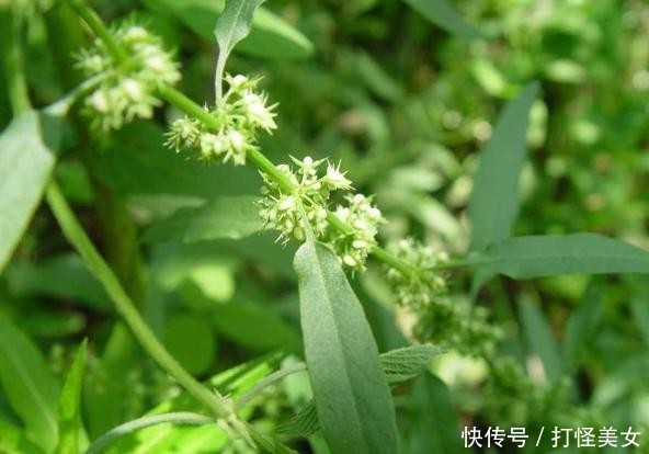  杂草■酸模见于路旁边，杂草挚爱体贴语