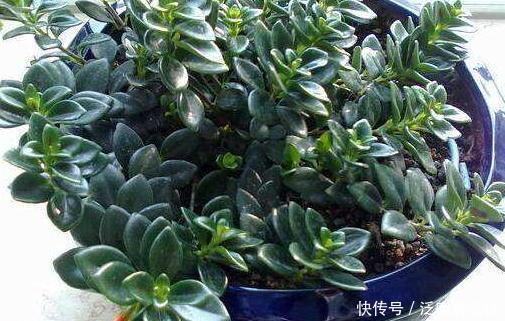  「技巧」它比金边吊兰漂亮，1个修剪小技巧，长势快，开花不断，花繁叶茂