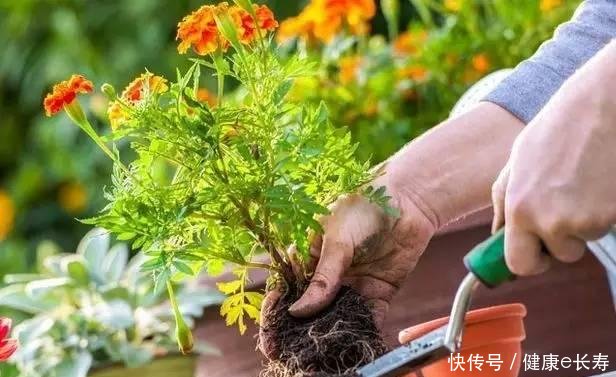  家里：阳台养花6个坑，踩了一个也不行，怪不得养花总不活