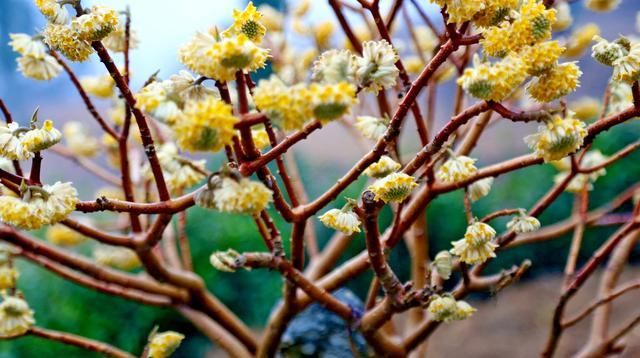 柔毛:结香花,别名梦花树,花多数,黄色,芳香,成顶生头状花序