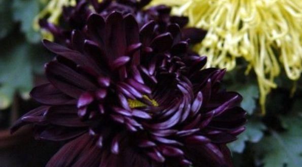 #瞟一眼#“黑色花卉”不好看,那是你没见到“这些花”,瞟一眼就忘不了