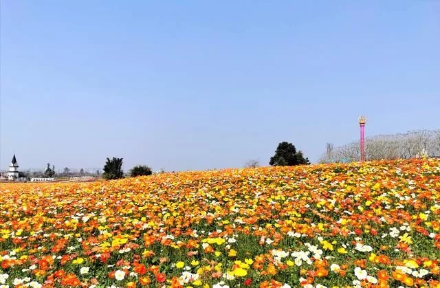 赏花踏青正当时 蓉城首届花朝季来了【2020热门旅游景点】