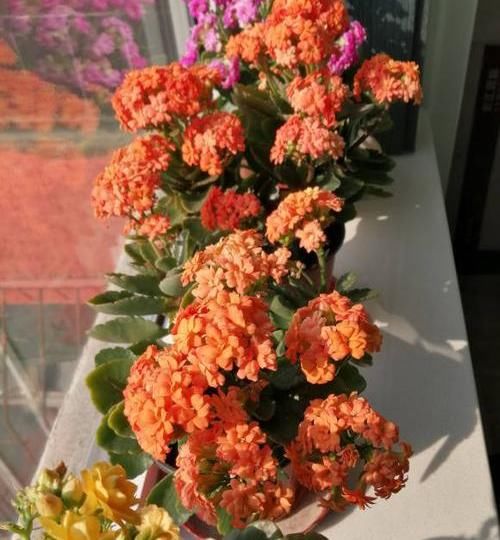  「氏度」家庭养长寿花，学会“配土”，满足3个“要求”，开花持续不断