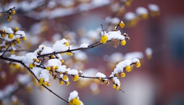  #大寒的节气#“小寒不冷大寒冷，大寒不冷倒春寒”，今年大寒冷