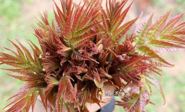  和大家分@清明时节，别错过这5种美味，简单易做超好吃，错过了要再等一年