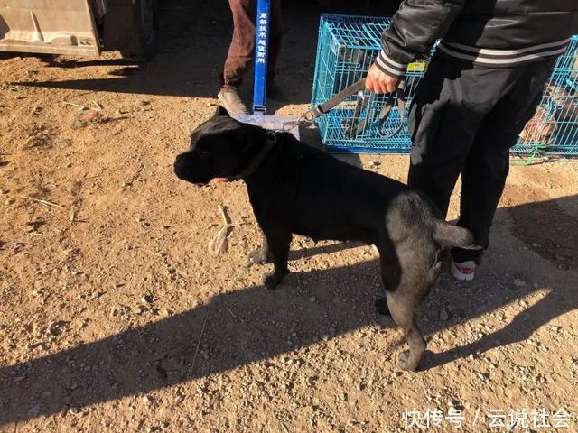 『商贩』狗市:商贩出售凶悍的杜高犬,报价八百却无人敢买!