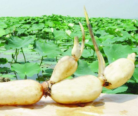 农村一种“害草”经常被农民除掉 现在成了能卖钱的稀罕物！