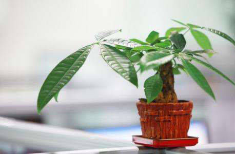  『养护』发财树寓意美好，春季养护应该注意这些