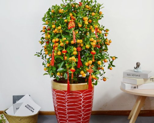  【老人】适合中老人养的4种花卉，修身养性又健康，香气扑鼻招财纳福！