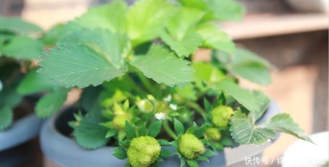  【家里】5种最适合家里盆栽的水果，当年挂果吃到饱！