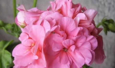 『此款』喜欢菊花,不如养此款花,浇点水就爆盆,色泽艳丽,超美