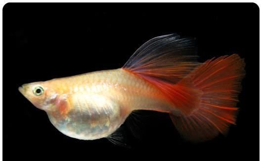  【均表现为】孔雀鱼太好繁殖啦，所以孔雀鱼的品种多到让你数不过来！