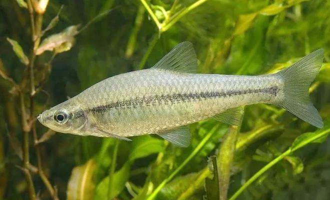 鳄雀鳝“有百害而无一利”，我国还有哪些外来水生物种？