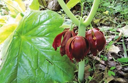  「大王花」这6种花“最臭”，开的再好看也没人养，第4种兰花能当“领带”
