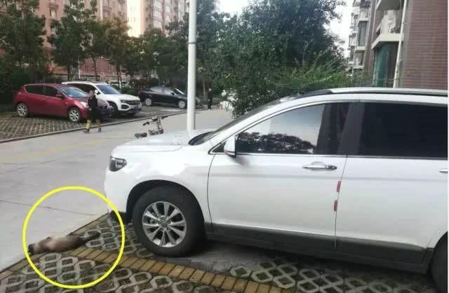 来了！山东这条“最牛”高铁下月通车！坐上它去这些地方“打卡”