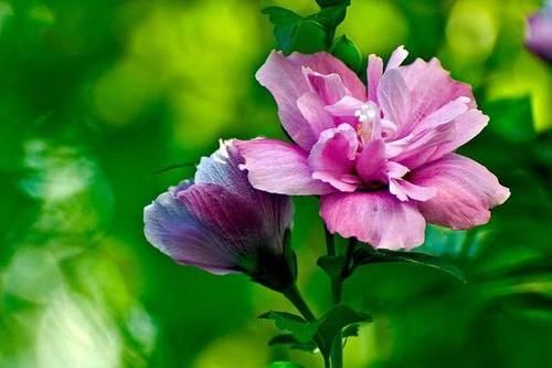  【炒菜】家里有这5种花，不仅能赏花，还能用来炒菜吃！