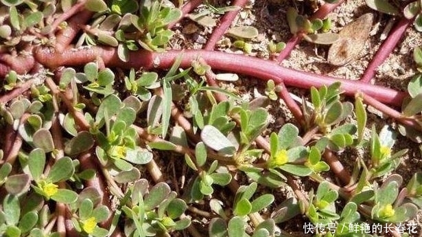 『蔬菜』农村4种“野菜”,以前没人爱,如今成高档蔬菜,想吃得花钱买