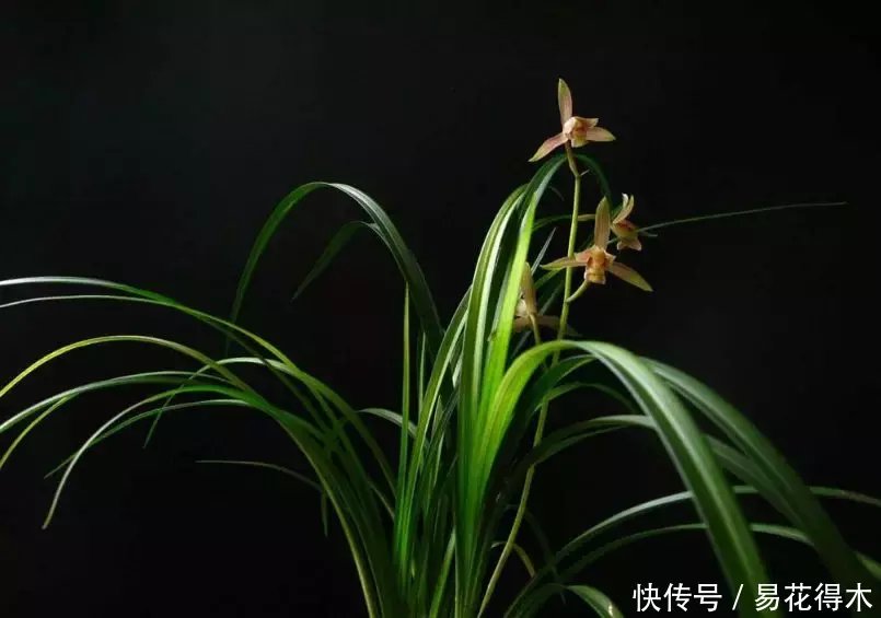  『生长期』兰花生长缓慢或停滞？莫急，也许是未到生长时