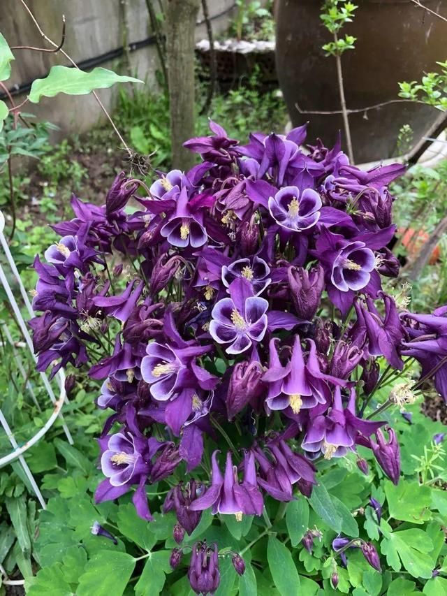 长达:这花名字土掉渣,开花却特美,花期长达3个月
