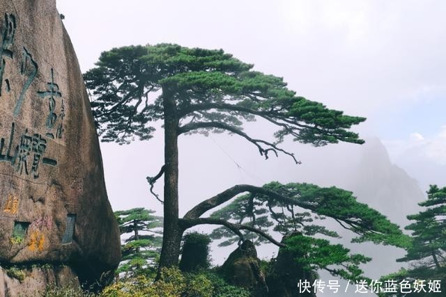 中国最宝贵的三棵古树，第一棵叫“摇钱树”，第三棵有警卫把守