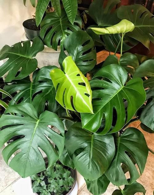  #花盆#室内盆栽：6种耐阴花，高端上档次，叶子越长越大！