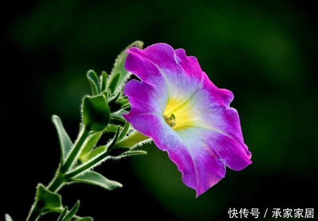  简单|养花就养此3种，开花量大爆盆简单，颜色丰富谁养谁爱，漂亮极了