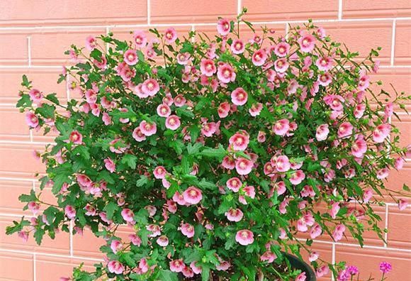  #充足#春天养这6种花，晒晒太阳就疯长，开起花来刹不住闸