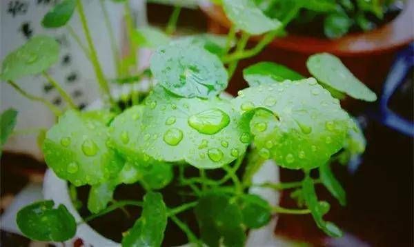 『外观很』怎样浇水都死不了的植物,新手们速度收藏起来