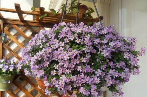  『牡丹』懒人就养这几款，沾点水就能盆，花型似牡丹，色泽艳丽，美爆了