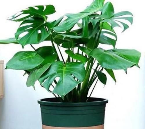  『春天』春天就养此款植物，好养易打理，关键净化空气最厉害！