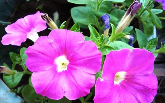  [适合]夏天适合养在室内的3种花，开花漂亮清凉一夏，驱蚊赶虫很实用