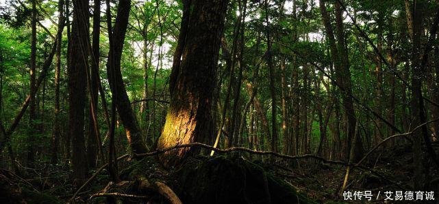 日本富士山暗藏“自杀名所” 50年来找到上千具尸体