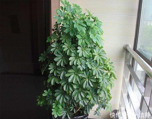  「观叶」路边4种树，遇见别错过，掰个叉就生根，观叶赏花还好吃