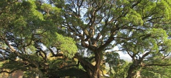 我国有棵树，全球仅此一棵，外国人想看，都还得来中国