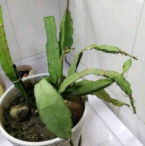  发芽@一棵“仙人掌”，开出“大荷花”，就是不发芽，咋整？