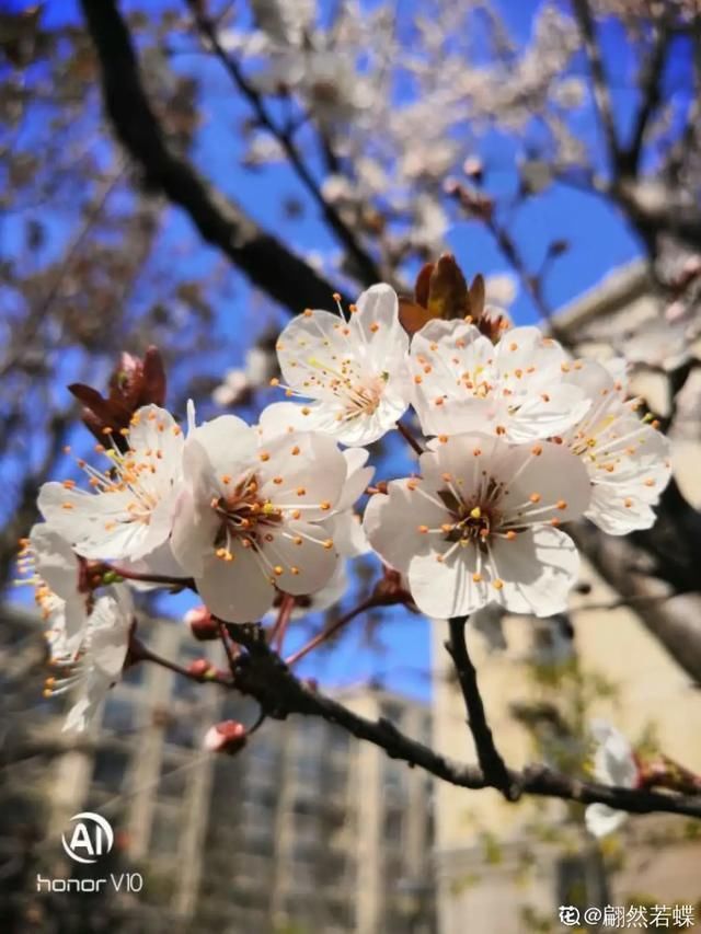  开出漂亮■阳春三月，出门踏青，原来有这么多漂亮花！