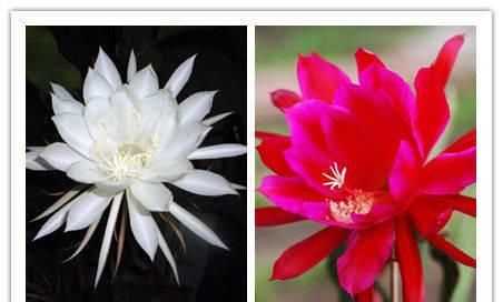 「得像」这两种花长得像亲兄弟,可是从来没有办法一起开放