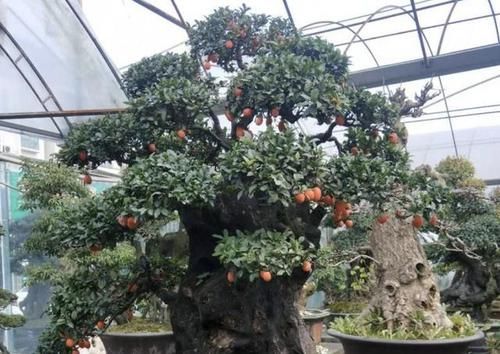  植物■陈大妈养了“盆景树”，放室外“8年”，1盆价值上万，价值高！
