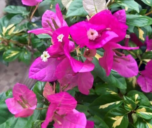  #开花比较勤#三角梅“催花期”怎么施肥？学会“花期施肥法”，一年四季开不断