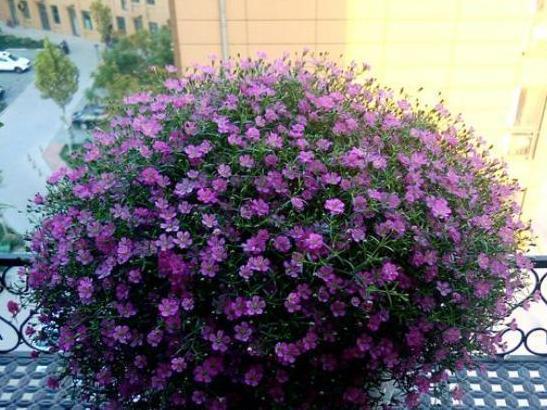 种植@此花盆栽要求低,种植一次可年年赏花,枝叶四季常青长爆盆