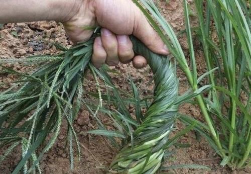  『珍贵』1种野草根茎粗壮，人称“牛筋草”，生长在农地被忽视，其实珍贵
