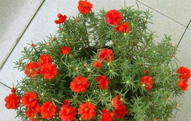 『种子』养太阳花,撒下几粒种子,种出十几盆、开花灿烂漂亮