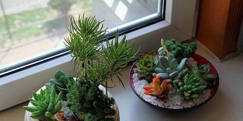  「放在」多肉植物可以放在卧室养吗，适当的时候可以，还是要晒晒太阳