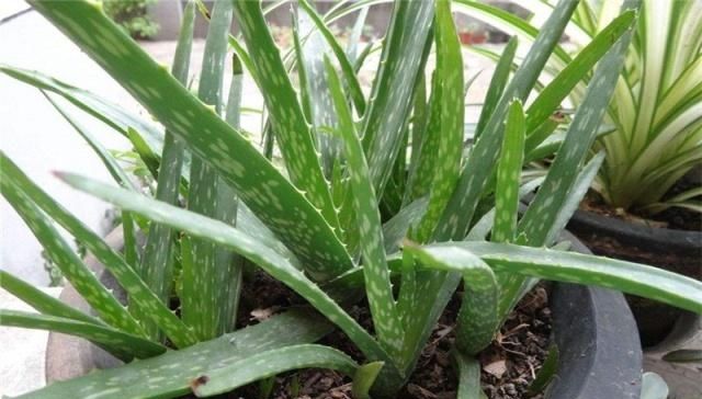  『芦荟生长』芦荟浇水让人头疼，怎样才能合理的浇水？看这里