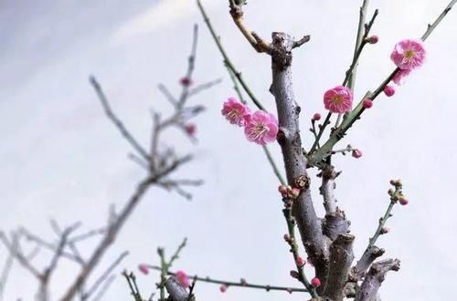  [生活]40岁之前，赚钱养家，40岁之后，种菜养花！