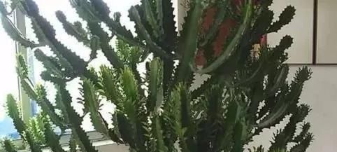  [能净化空气]3种花，镇宅又招财，关键能“保护”家人健康，养10盆也不多