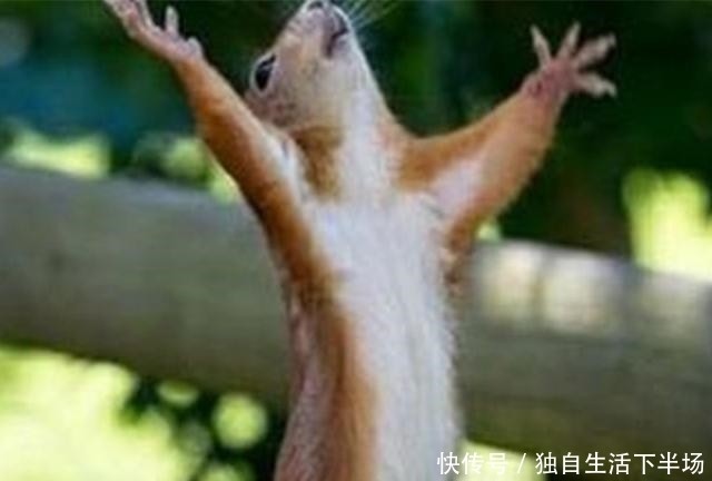 秀才进京赶考助黄鼠狼讨封，财富权利双丰收，却放下一切回乡务农