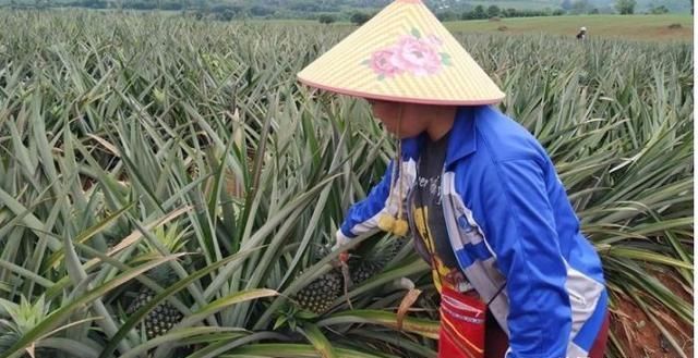 缅甸数万吨菠萝禁止销售到中国，老缅群众懵了！