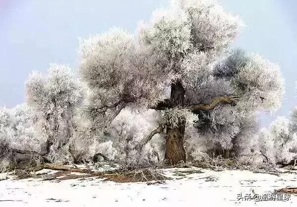 雪后的中国胡杨林，才是真正美爆了!